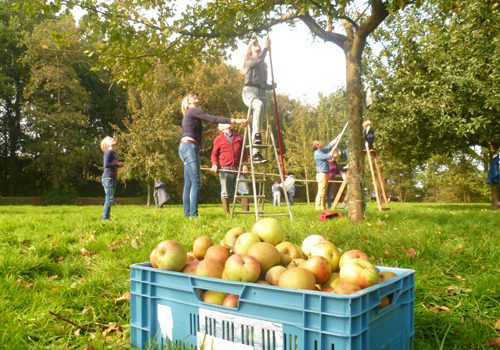Fryske Frucht Appel-inzamelperiode in volle gang Fryske Frucht Appel-inzamelperiode in volle gang